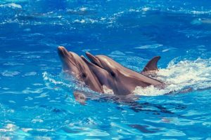 Dolphin in Myrtle Beach