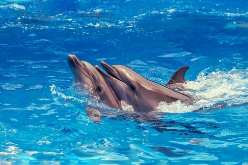 Dolphin in Myrtle Beach