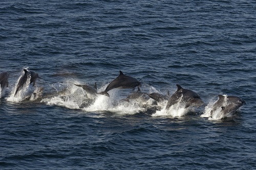 dolphin tours