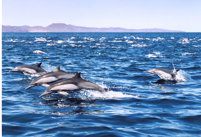 dolphin cruise in Myrtle Beach