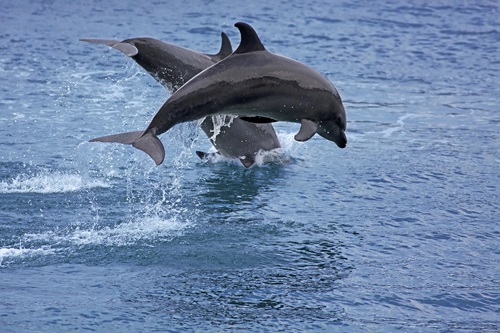 dolphin jet ski tour in Myrtle Beach SC