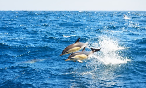 dolphin tours in Myrtle Beach SC