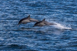 Dolphin tour in Myrtle Beach SC