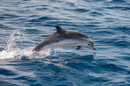 dolphin watching in Myrtle Beach SC