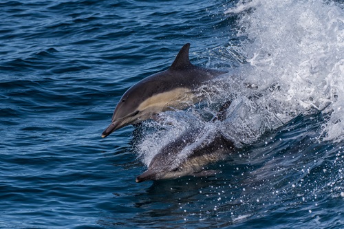 Jet ski dolphin tour in Myrtle Beach SC