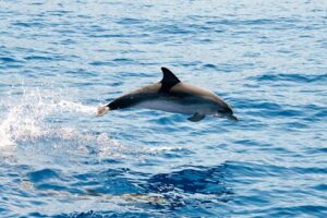 Dolphin Watch trips in Myrtle Beach SC