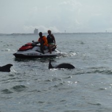 dolphin cruise Myrtle Beach